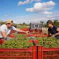 Vendanges