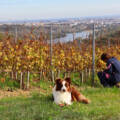 Conservatoire Régional Pinot et Chardonnay : suite