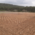 GreffBourgogne – Action 1 : plantation de la plateforme expérimentale de porte-greffes