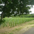 Conservatoire Régional Pinot et Chardonnay : suite
