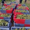 Vendanges